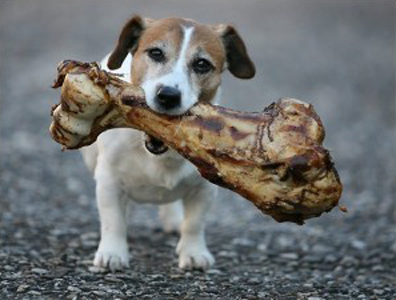 Dog-Chewing-on-a-Bone