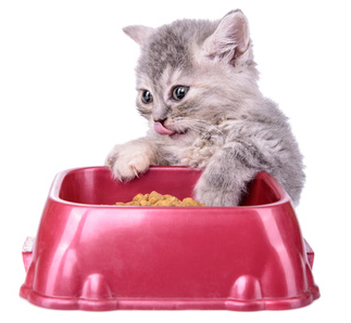 kitten-hungry